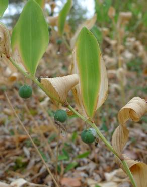 Fotografia 19 da espécie Polygonatum odoratum no Jardim Botânico UTAD