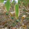 Fotografia 19 da espécie Polygonatum odoratum do Jardim Botânico UTAD