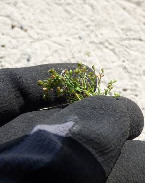 Fotografia 5 da espécie Sagina procumbens no Jardim Botânico UTAD