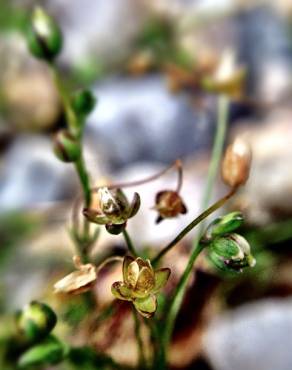 Fotografia 6 da espécie Sagina procumbens no Jardim Botânico UTAD