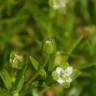 Fotografia 7 da espécie Sagina procumbens do Jardim Botânico UTAD