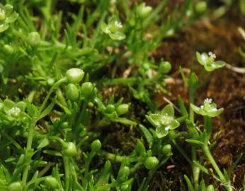 Fotografia da espécie Sagina procumbens