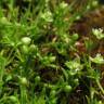 Fotografia 8 da espécie Sagina procumbens do Jardim Botânico UTAD