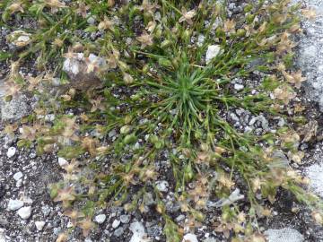 Fotografia da espécie Sagina procumbens