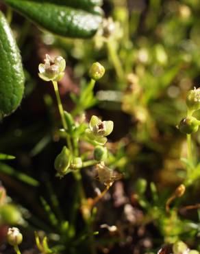 Fotografia 10 da espécie Sagina procumbens no Jardim Botânico UTAD