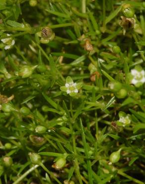 Fotografia 12 da espécie Sagina procumbens no Jardim Botânico UTAD