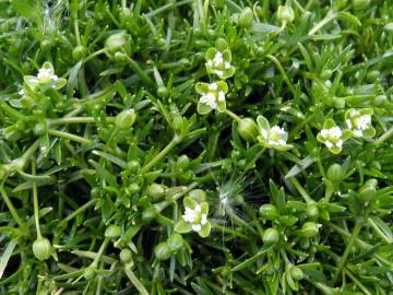 Fotografia da espécie Sagina procumbens