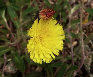 Fotografia da espécie Pilosella officinarum