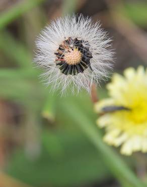 Fotografia 8 da espécie Pilosella officinarum no Jardim Botânico UTAD