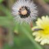 Fotografia 8 da espécie Pilosella officinarum do Jardim Botânico UTAD