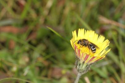 Fotografia da espécie Pilosella officinarum