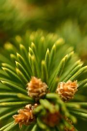 Fotografia da espécie Picea abies