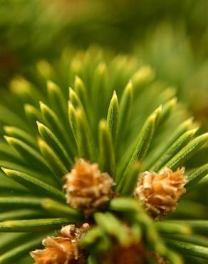 Fotografia 6 da espécie Picea abies no Jardim Botânico UTAD