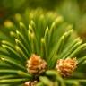 Fotografia 6 da espécie Picea abies do Jardim Botânico UTAD