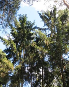 Fotografia 8 da espécie Picea abies no Jardim Botânico UTAD