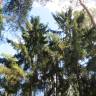 Fotografia 8 da espécie Picea abies do Jardim Botânico UTAD