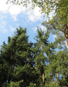 Fotografia 9 da espécie Picea abies no Jardim Botânico UTAD