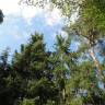 Fotografia 9 da espécie Picea abies do Jardim Botânico UTAD