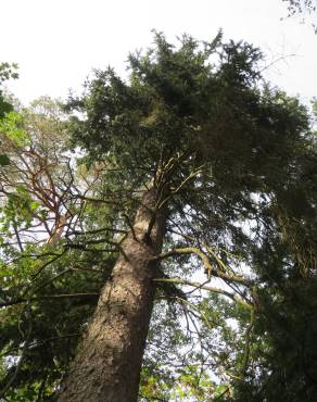 Fotografia 10 da espécie Picea abies no Jardim Botânico UTAD