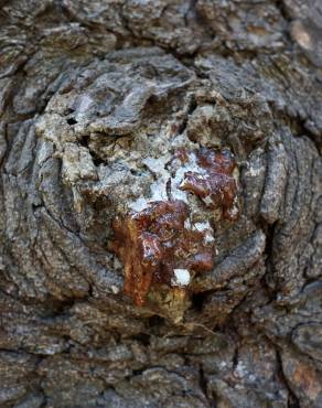 Fotografia 11 da espécie Picea abies no Jardim Botânico UTAD