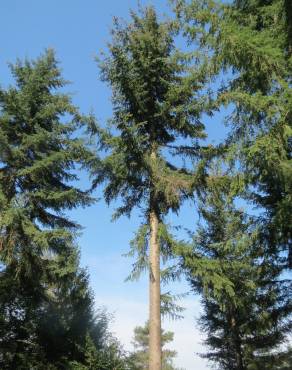 Fotografia 12 da espécie Picea abies no Jardim Botânico UTAD