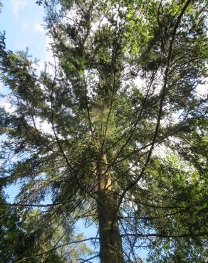 Fotografia 13 da espécie Picea abies no Jardim Botânico UTAD