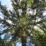 Fotografia 13 da espécie Picea abies do Jardim Botânico UTAD