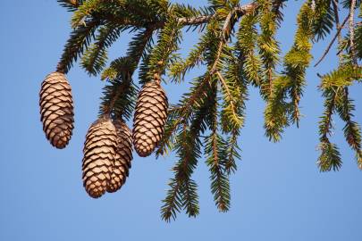 Fotografia da espécie Picea abies