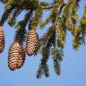 Fotografia 14 da espécie Picea abies do Jardim Botânico UTAD