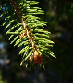 Fotografia da espécie Picea abies