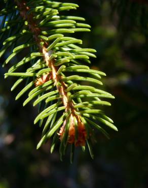 Fotografia 15 da espécie Picea abies no Jardim Botânico UTAD