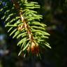Fotografia 15 da espécie Picea abies do Jardim Botânico UTAD