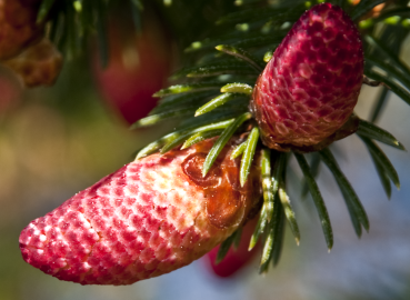 Fotografia da espécie Picea abies