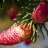 Fotografia 16 da espécie Picea abies do Jardim Botânico UTAD