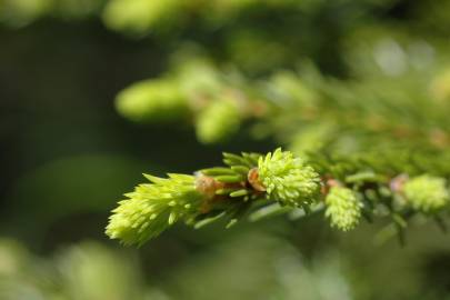 Fotografia da espécie Picea abies