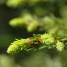 Fotografia 17 da espécie Picea abies do Jardim Botânico UTAD