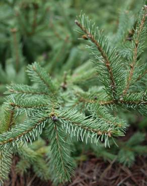 Fotografia 18 da espécie Picea abies no Jardim Botânico UTAD