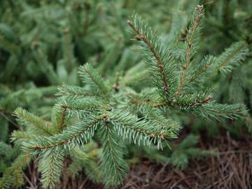 Fotografia da espécie Picea abies