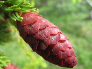 Fotografia da espécie Picea abies