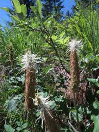 Fotografia da espécie Phyteuma spicatum