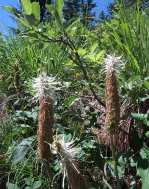 Fotografia 6 da espécie Phyteuma spicatum no Jardim Botânico UTAD