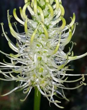 Fotografia 7 da espécie Phyteuma spicatum no Jardim Botânico UTAD