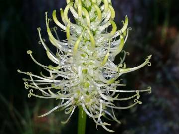 Fotografia da espécie Phyteuma spicatum