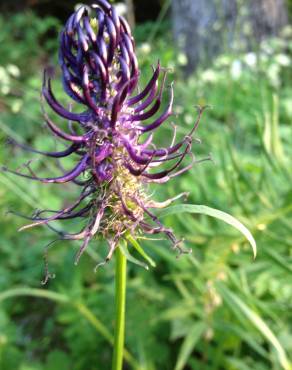 Fotografia 8 da espécie Phyteuma spicatum no Jardim Botânico UTAD