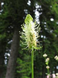 Fotografia da espécie Phyteuma spicatum