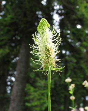Fotografia 9 da espécie Phyteuma spicatum no Jardim Botânico UTAD