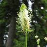 Fotografia 9 da espécie Phyteuma spicatum do Jardim Botânico UTAD