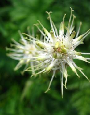 Fotografia 12 da espécie Phyteuma spicatum no Jardim Botânico UTAD