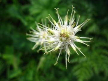 Fotografia da espécie Phyteuma spicatum