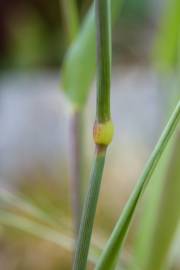 Fotografia da espécie Phalaris canariensis